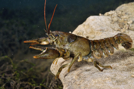 White clawed crayfish © Linda Pitkin/2020VISION