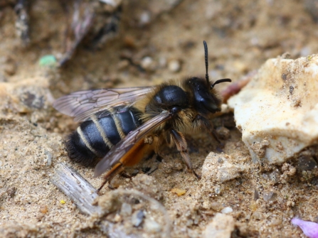 Yellow-legged mining bee at Blashford Lakes