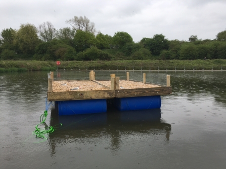 Tern raft at Budds Farm near Southmoor