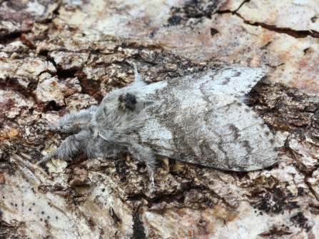 Pale tussock moth at Blashford Lakes nature reserve