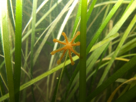 Stalked jellyfish at Bembridge