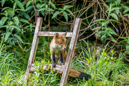 Fox cub on a step