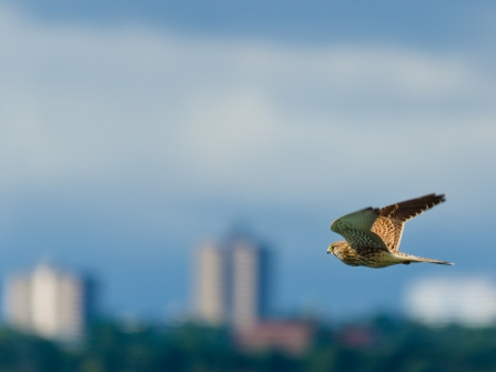 Kestrel near a city