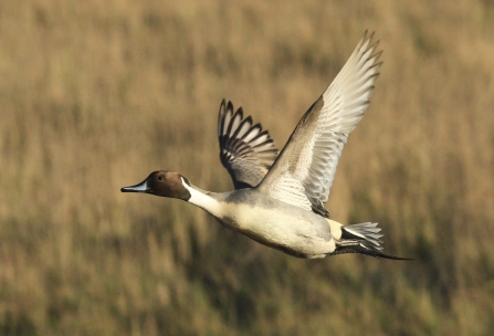 Pintail duck in flight