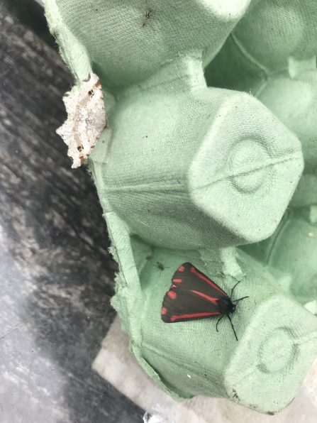 Cinnabar and sharp-angled peacock moth in trap at Blashford Lakes