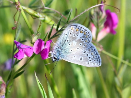 Common blue male butterfly at Blashford Lakes nature reserve