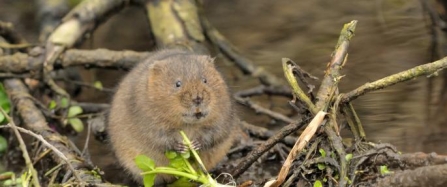 Water Vole