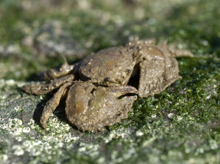 Broad clawed porcelain crab
