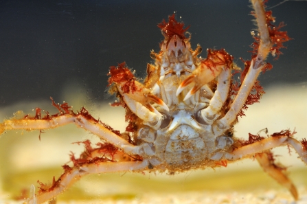 Spider crab