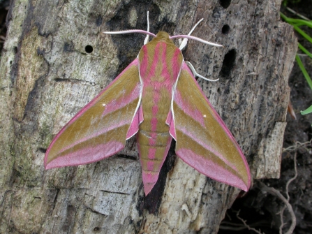 Elephant hawk moth at Blashford Lakes © Bob Chapman