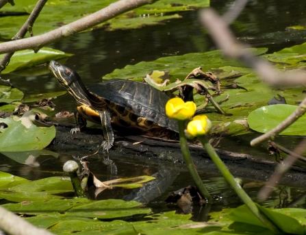 Red eared slider terrapin © Dave Foker