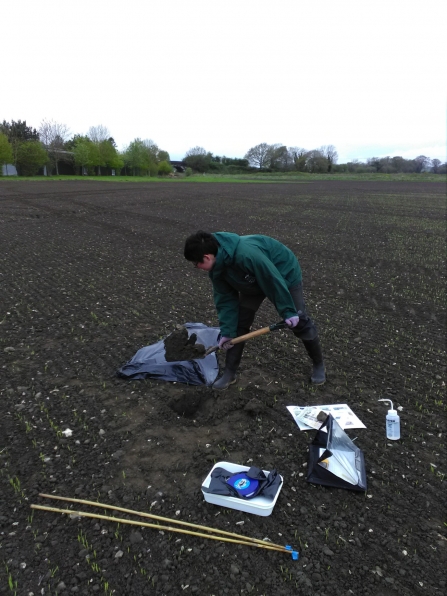 ecologist surveying for earthworms by sampling soil in an agricultural field