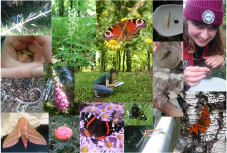 ecologist collage