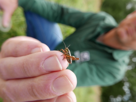 Minibeast hunt at Swanwick Lakes 25th Birthday © Gemma Paul/HIWWT