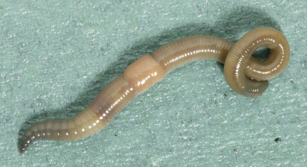 Allolobophora chlorotica - an endogeic earthworm
