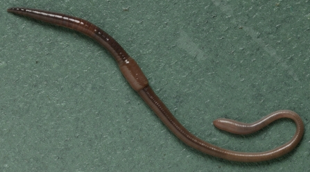 Apporectodea longa - an anecic earthworm
