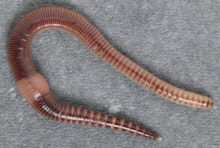 Dendrobaena veneta - a compost earthworm