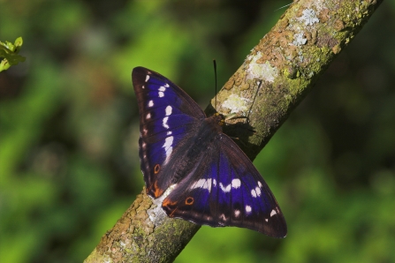 Male Purple Emperor - Thatcham - Pete Eeles, Butterfly Conservation