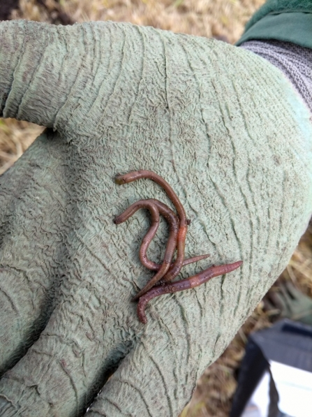 A handful of small earthworms