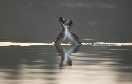 Great created grebes