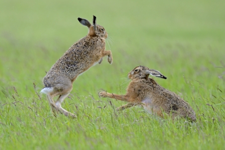 Boxing hares