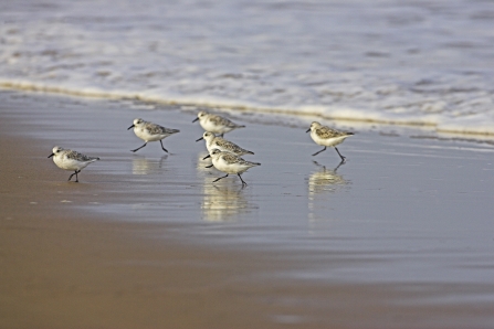 Sanderling © Mike Read