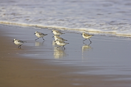 Sanderling © Mike Read