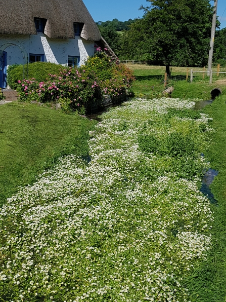 Watercress and Winterbournes - Hurstbourne Tarrant