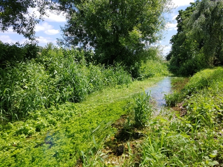 Watercress and Winterbournes - Hurstbourne Tarrant