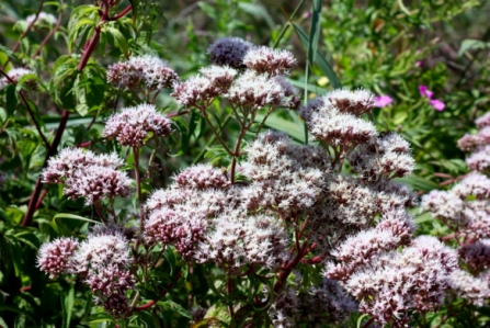 Fishlake Flowers 2