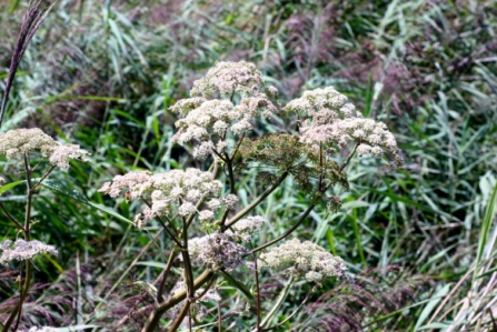 Fishlake Flowers 3