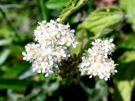 Fishlake Flowers 4