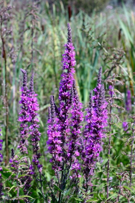 Fishlake Flowers 5