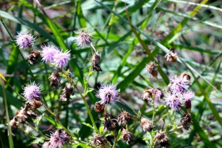 Fishlake Flowers 6