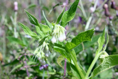 Fishlake Flowers 7