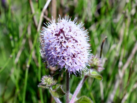 Fishlake Flowers 9