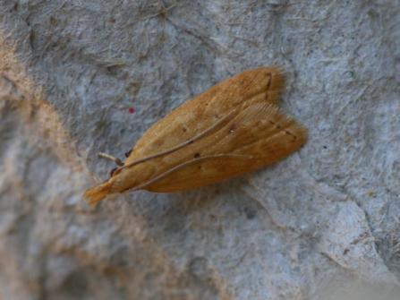 Acompsia schmidtiellus - a species that feeds on marjoram.