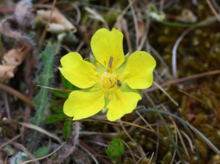 creeping cinquefoil