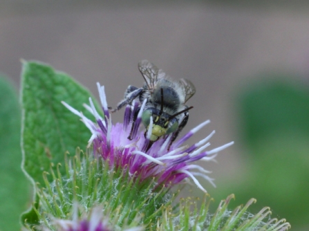 green-eyed flower bee