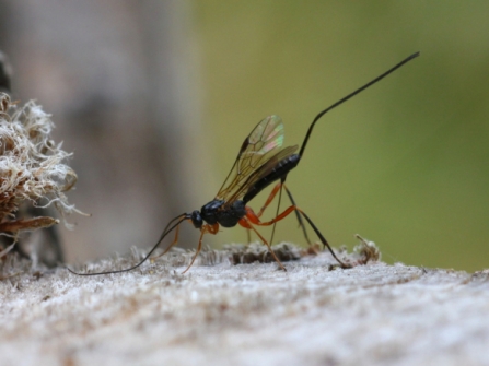 Ephilates manifestator probing for beetle larvae