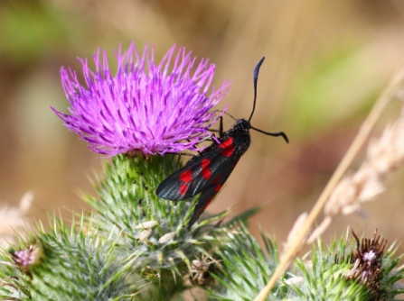 six-spot-burnet by Bob Chapman