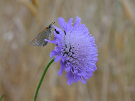 small skipper on field scabious