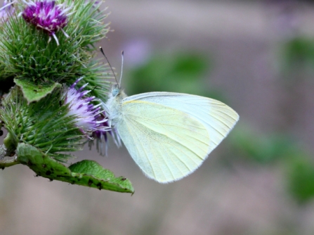 small-white