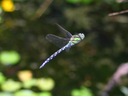 southern hawker