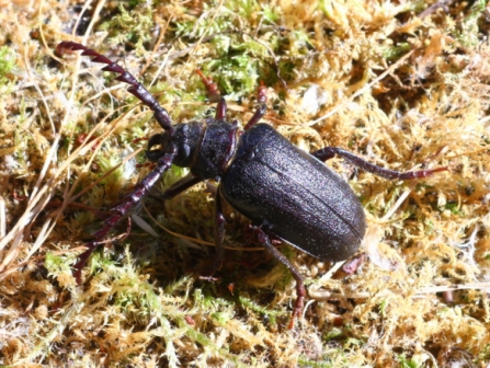 tanner-beetle