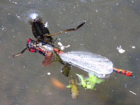 water boatman with large red damselfly prey