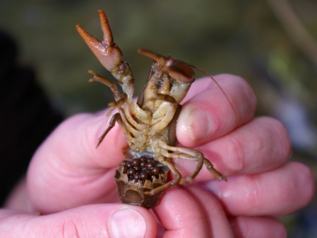 'Berried' female crayfish showing eggs held below abdomen