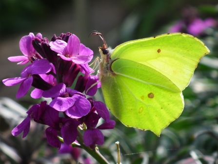 Brimstone Butterfly M on Bowles Mauve