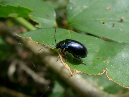 alder leaf beetle Agelastica alni