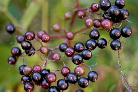 Elderberries in Chalton Hampshire